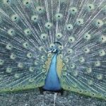 Gay peacock