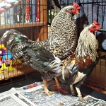 Julius and Big Daddy, two gay roosters in love