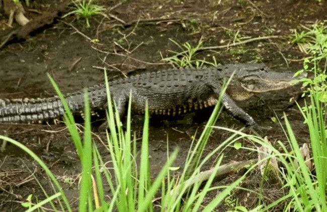 Alligator on porn set